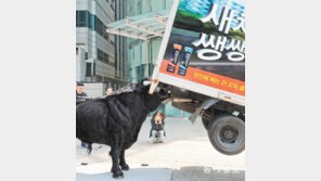 트럭 들어올린 황소의 힘?