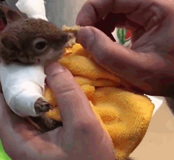 [움짤]앞다리 깁스하고 과자 ‘냠냠’…사람 손 안에서 간호 받는 다람쥐