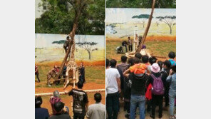 ‘가려운 증세 해결하려다 그만…’ 나뭇가지에 목 끼어 죽은 기린