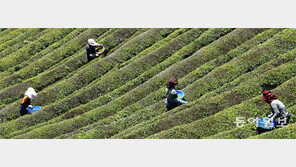 녹차산지 보성 우전차 수확