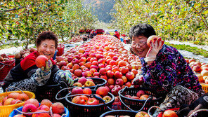 [2018 대한민국 대표브랜드/청송사과]고품질 재배기술이 만들어낸 명품 사과