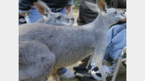 관광객 던진 벽돌 맞고 ‘끙끙’ 앓던 캥거루, 결국…