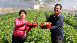 [2018 대한민국 대표브랜드/산청딸기]지리산 청정지역, 대한민국 최고의 ‘명품 딸기’
