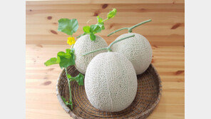 [2018 대한민국 대표브랜드/고창 황토배기 멜론]부드러운 과육 높은 당도로 해외서도 인기