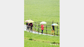 고창 청보리 밭에 내리는 봄비 