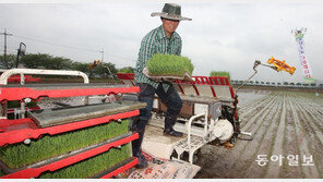 “올해도 풍년 되길” 부산 첫 모내기