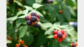 [2018 대한민국 대표브랜드/고창복분자 선연]명품 복분자의 명성을 지켜오다