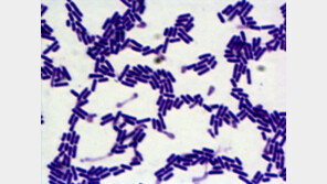 [헬스 동아]“락토바실러스 유산균, 미세먼지 독성 낮춘다”