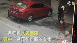 “마른 하늘에 犬 벼락?”…고층에서 떨어진 ‘개’에 머리 강타 女, 중상