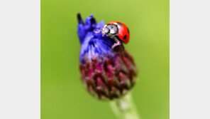 [고양이 눈]두 얼굴