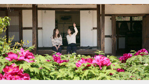 영랑 생가의 모란