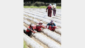 옥수수 모종 파종하는 봄날