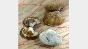 [고양이 눈]칼국수야 미안해