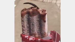 아이스크림서 나온 이물질, 벌레라고 생각했는데…알고 보니 ‘쥐 꼬리’?