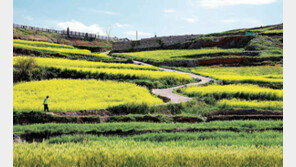 [2018 TREND WATCH]청산도, 삶은 이렇게 푸르다