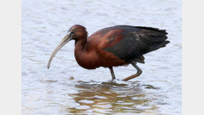 동남아 사는 ‘적갈색따오기’ 한국서 첫 발견