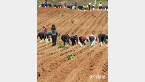 황토밭에 고구마 모종심기 분주 