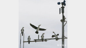 [고양이 눈]텃새? 텃세!