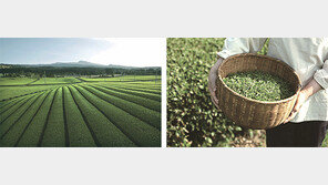 [Healing&]5월의 싱그러운 봄, 제주 첫 차(茶)를 담아내다