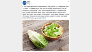 로메인 상추 대장균 감염 美人1명 사망, 국내는 안전?