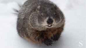 [영상]도로정체 이유로 길 건너던 야생동물 쏴 죽인 경찰에 비난 쇄도