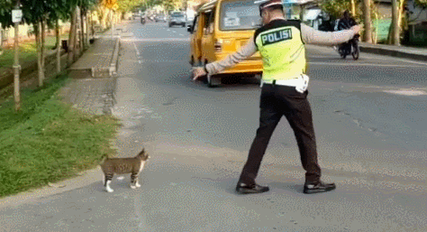 [영상] 경찰 수신호 따라 도로 횡단, 교통법규 잘 아는 고양이?