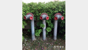 [고양이 눈]빨간 눈