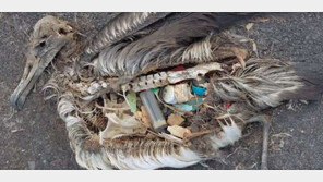 일회용 라이터·병뚜껑…죽은 새 몸 안에 플라스틱 쓰레기 한가득 ‘충격’ 