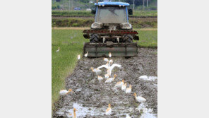 모내기철 쟁기질에 먹이사냥 바쁜 황로떼