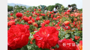 로즈데이, ‘노랑 장미’ 선물은 반드시 피해야하는 이유?