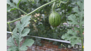 [퇴근길 귀농] “귀농보다 중요한건…” 흙에서 꿈 캐는 2030 농업인들