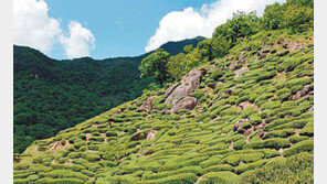 [2018 착한브랜드 대상]하동 전통차농업, 1200년간 지켜온 茶농업문화