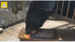 검정 애완견, 너무 크게 자란다 했더니…개 아닌 흑곰 판명