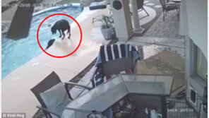 [영상]수영장에 빠져 허우적거리는 개 구하는 견공, 혹시 ‘천재’?