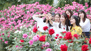 에버랜드 장미축제, 18일 개막