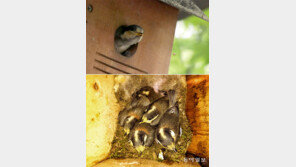 박새야, 인공새집이 마음에 드니?