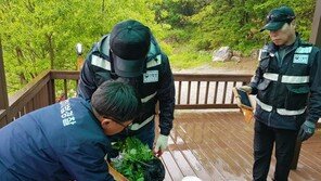 SNS ‘산나물 체험단’, 알고보니 불법채취단? 