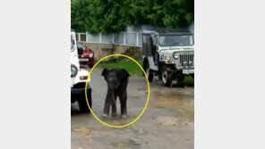 [영상] ‘여긴 어디?’ 어미 잃은 아기 코끼리, 마을 내려와 ‘얼음’ 