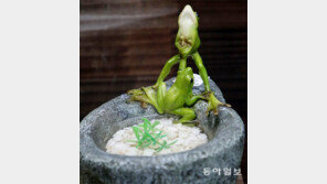 [고양이 눈]청개구리의 ‘브나로드’