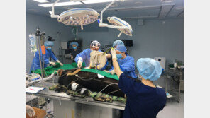 세 번째 탈출했다가 교통사고 당한 반달가슴곰 KM-53 수술 현장 