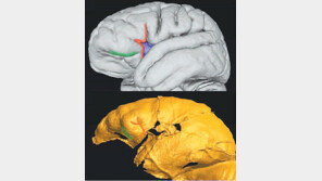 현대인 두뇌의 절반 크기 ‘초기인류 뇌’ 미스터리 풀다