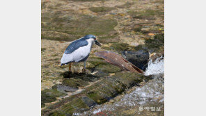 [고양이 눈]그림의 떡