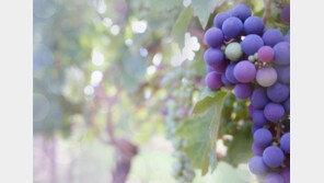 [퇴근길 칼럼] “한국서 과일농사? 땅은 있어요?” 걱정스러운 눈길에…