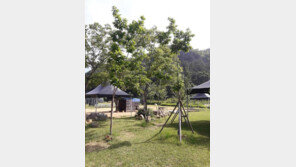 김경수 “故구본무 회장, 핍박받던 시절 봉하로 ‘약밤나무’ 보내”…무슨 사연?