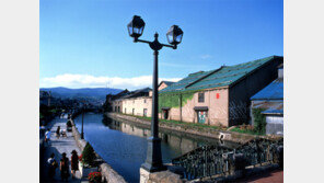 홋카이도, 여름이면 보라색 융단이 깔린다