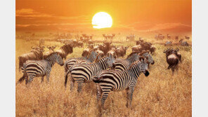 더 늦기전에 떠나자, 아프리카 야생의 세계로