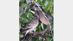 [고양이 눈]키스 아닙니다