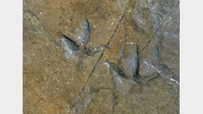 반구대 암각화 주변서 공룡발자국 30개 추가 발견