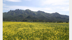 봄에는 유채, 가을엔 메밀… 영암농협의 색다른 실험