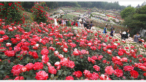 백만송이 장미 활짝 ‘부천은 꽃대궐’